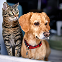 Pet Care
